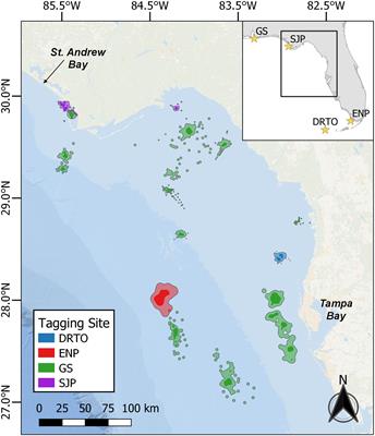 The Importance of the Northeastern Gulf of Mexico to Foraging Loggerhead Sea Turtles